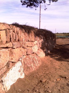 Lovely big grounders found on site.